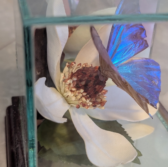 Butterfly Taxidermy Iridescent Blue Glass Dome - Picture 2 of 10